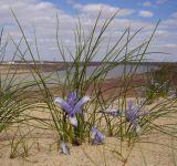 Iris tenuifolia. Цветущее растение. Казахстан, Кызыл-Ординская обл., г. Байконур, левый берег р. Сыр-Дарьи у понтонной переправы; песчаный массив. 24.04.2009.