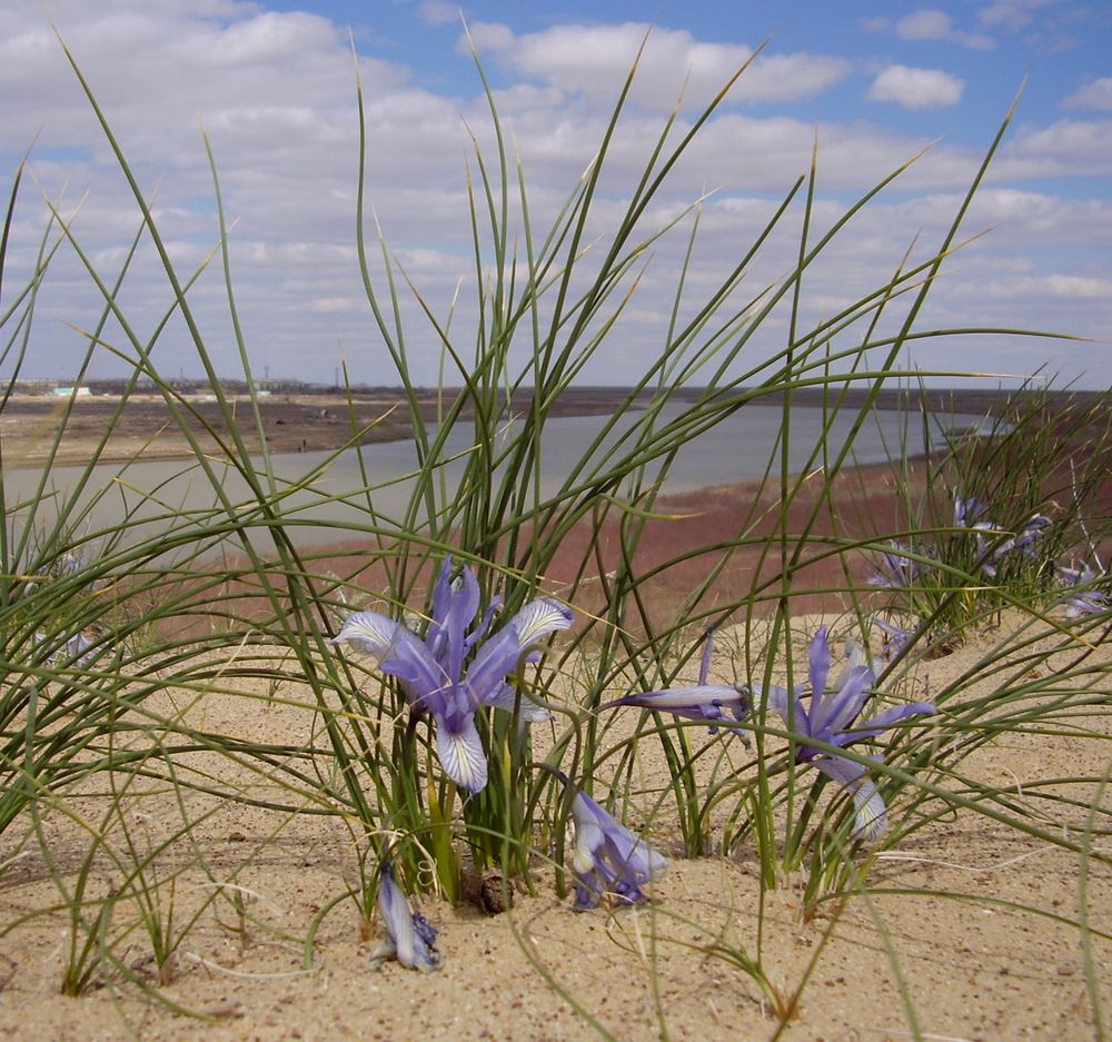 Изображение особи Iris tenuifolia.