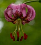 Lilium pilosiusculum. Цветок. Татарстан, Лениногорский р-н, смешанный лес. 19.06.2015.