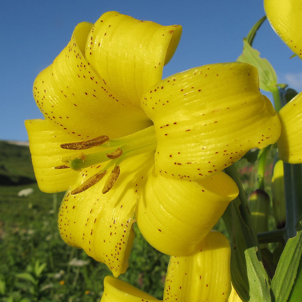 Image of Lilium monadelphum specimen.