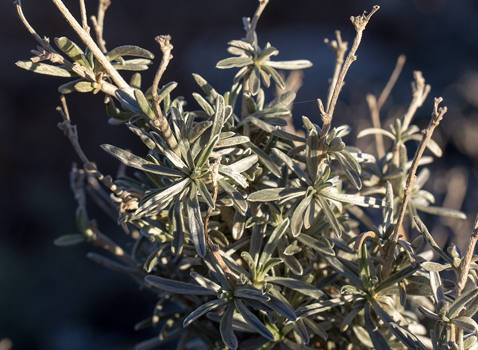 Image of Convolvulus oleifolius specimen.