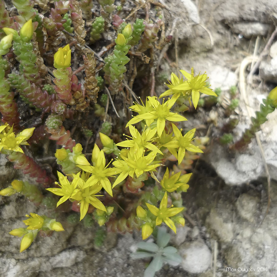 Image of Sedum acre specimen.