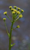 Petasites radiatus