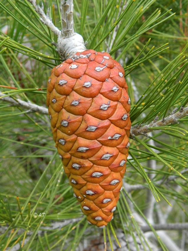 Изображение особи Pinus halepensis.