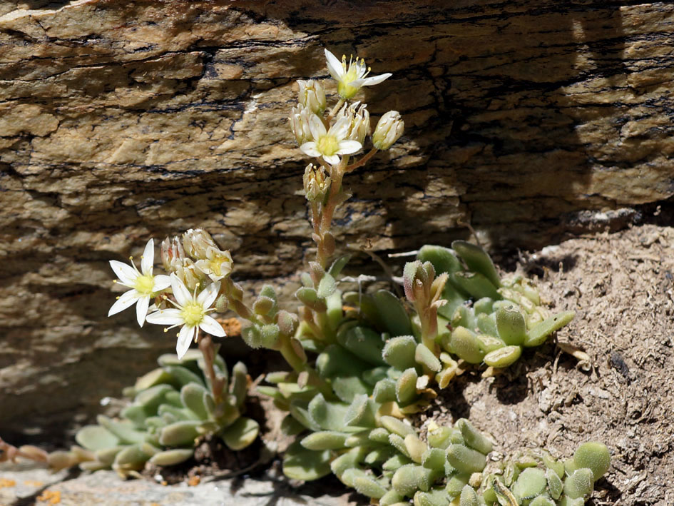 Изображение особи Rosularia platyphylla.