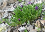 Oxytropis altaica