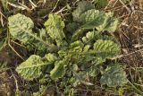 familia Brassicaceae