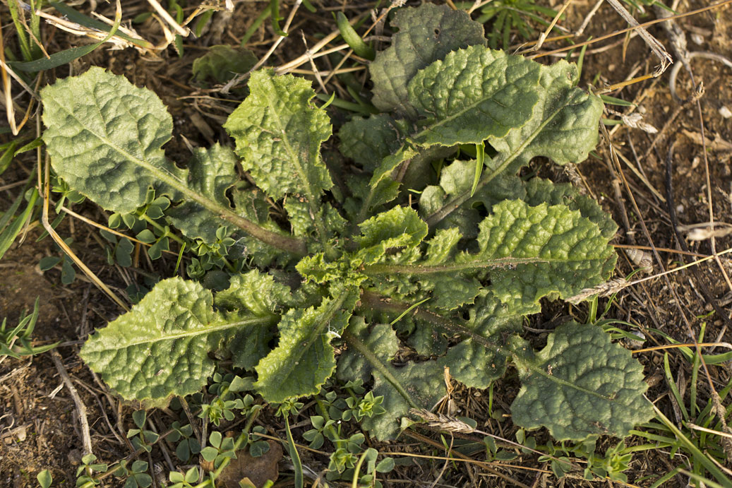 Изображение особи семейство Brassicaceae.