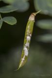 Caragana arborescens