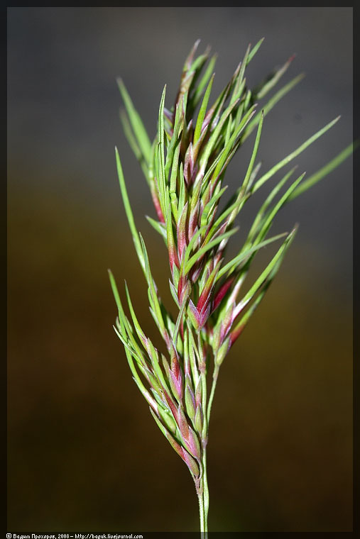 Изображение особи Poa bulbosa ssp. vivipara.