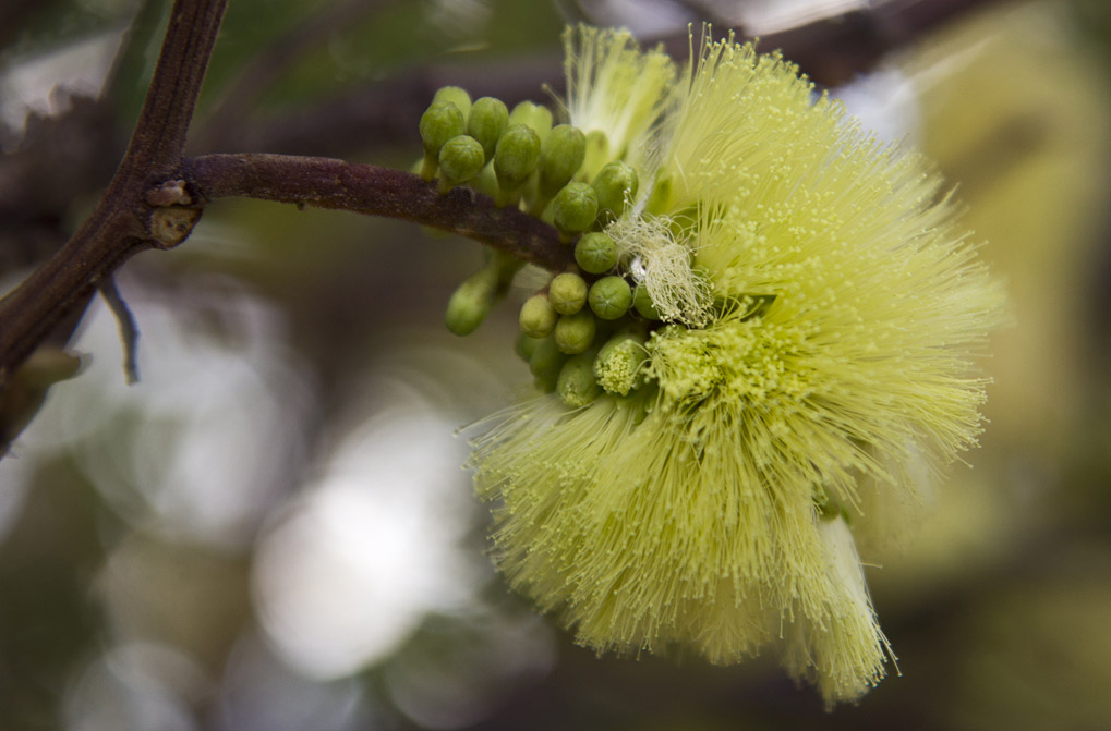 Изображение особи Leucaena leucocephala.