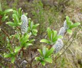 genus Salix