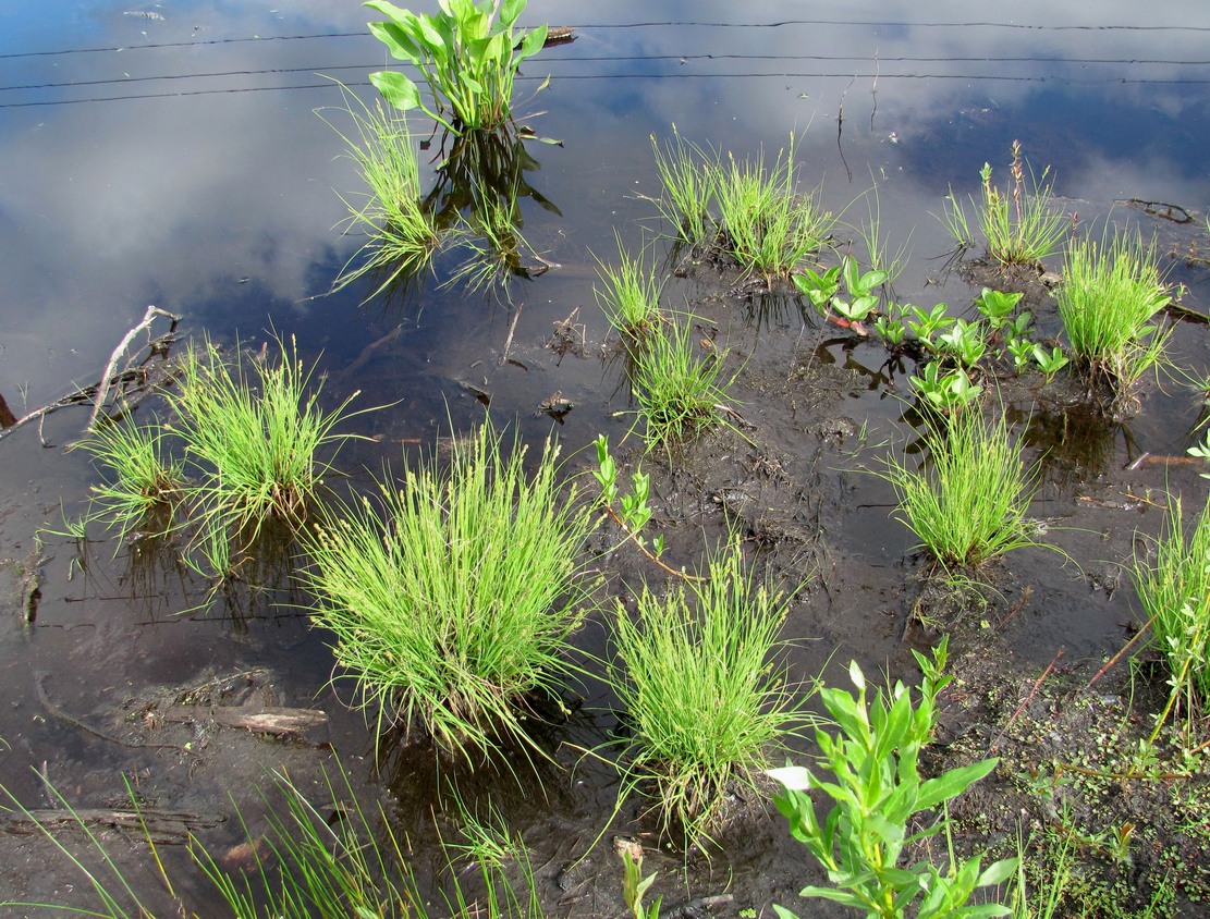 Изображение особи Carex canescens.