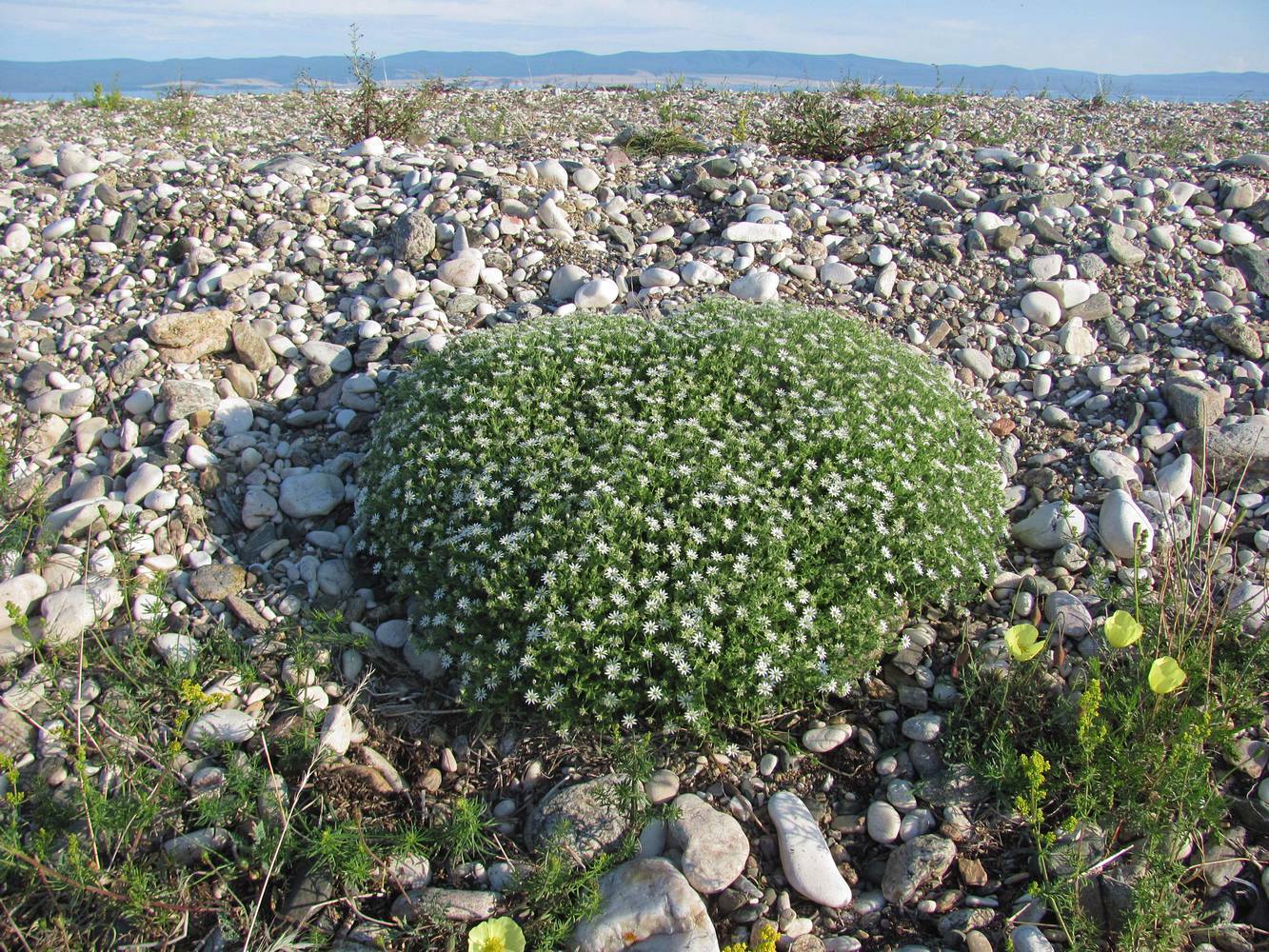 Image of Stellaria dichotoma specimen.