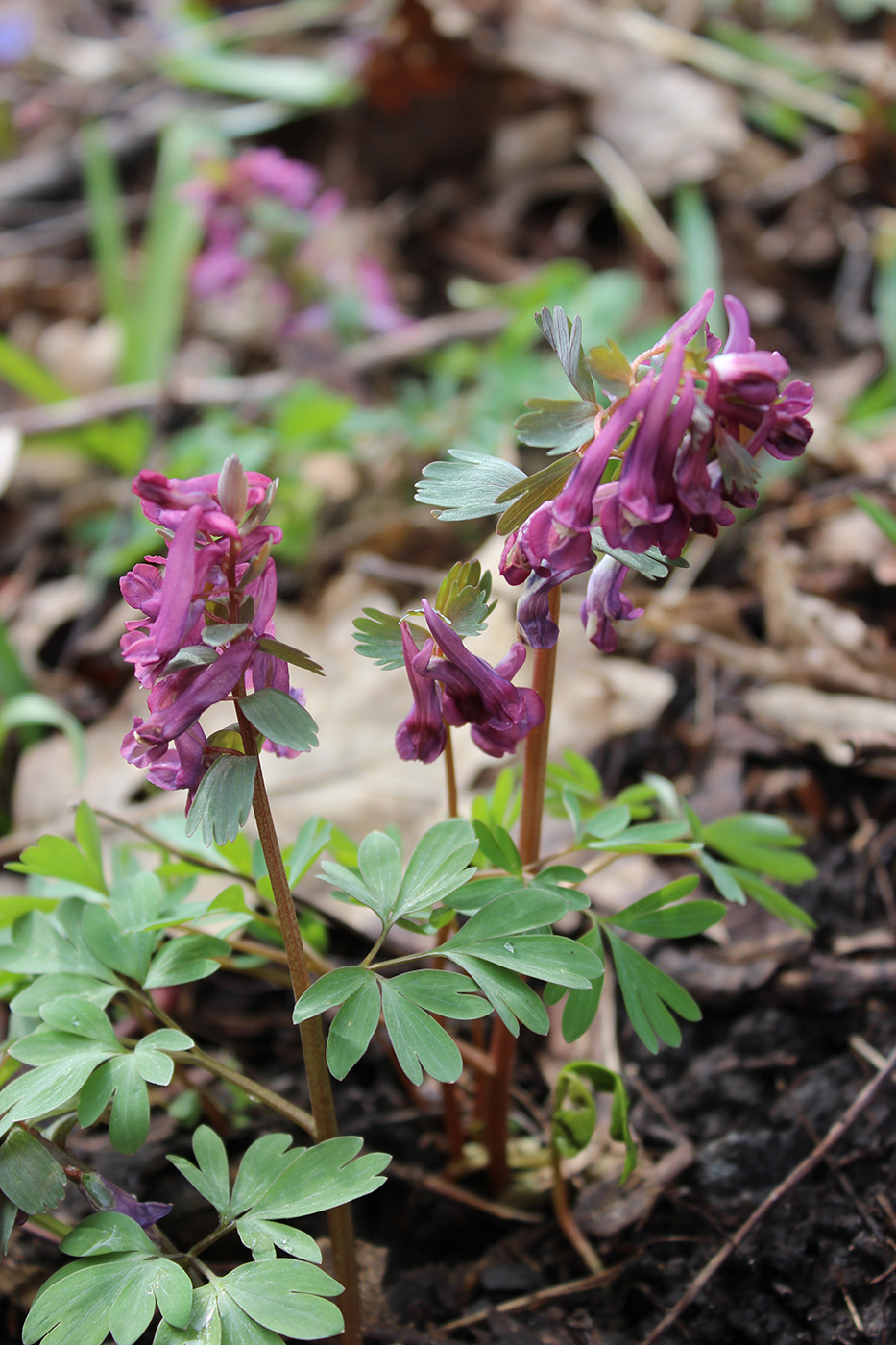 Изображение особи Corydalis solida.