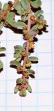 Suaeda vermiculata