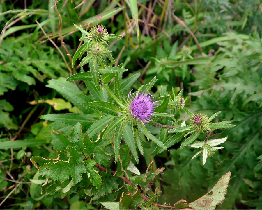 Изображение особи Cirsium vlassovianum.