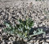 Crambe edentula