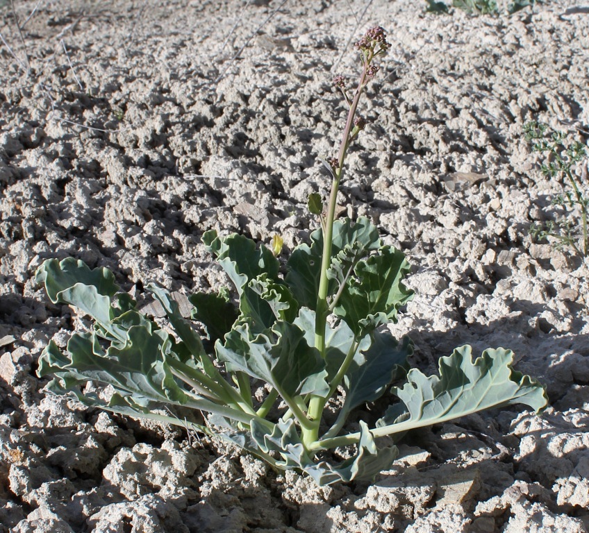 Изображение особи Crambe edentula.