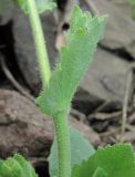 Draba muralis. Часть побега. Краснодарский край, Абинский р-н, окр. пос. Ахтырский, ж.-д. насыпь. 28.03.2016.