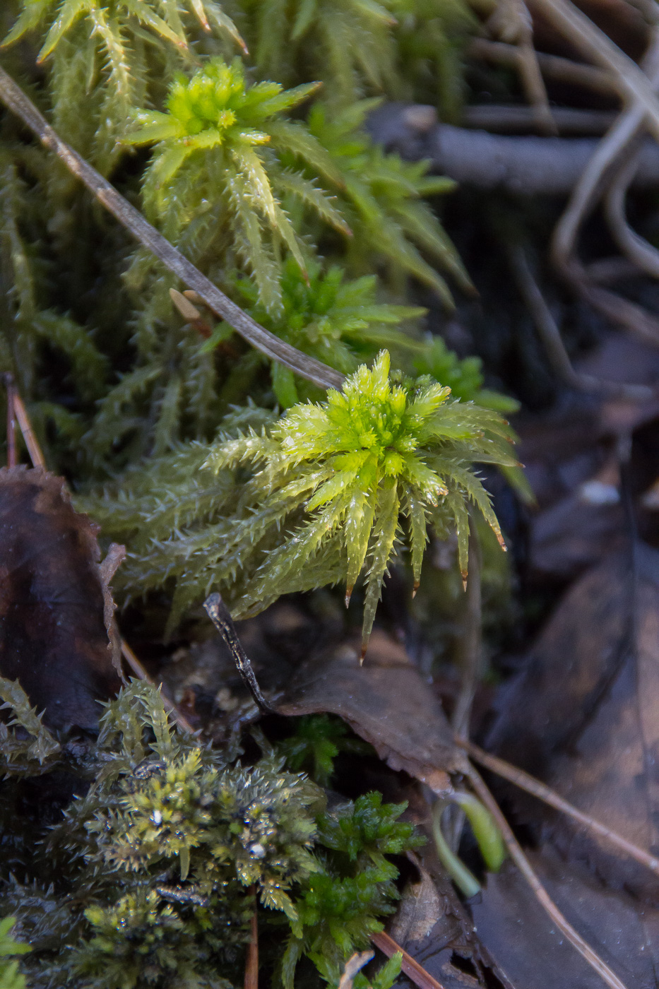 Изображение особи Sphagnum squarrosum.