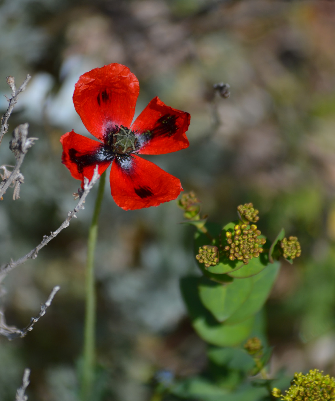 Изображение особи Papaver laevigatum.