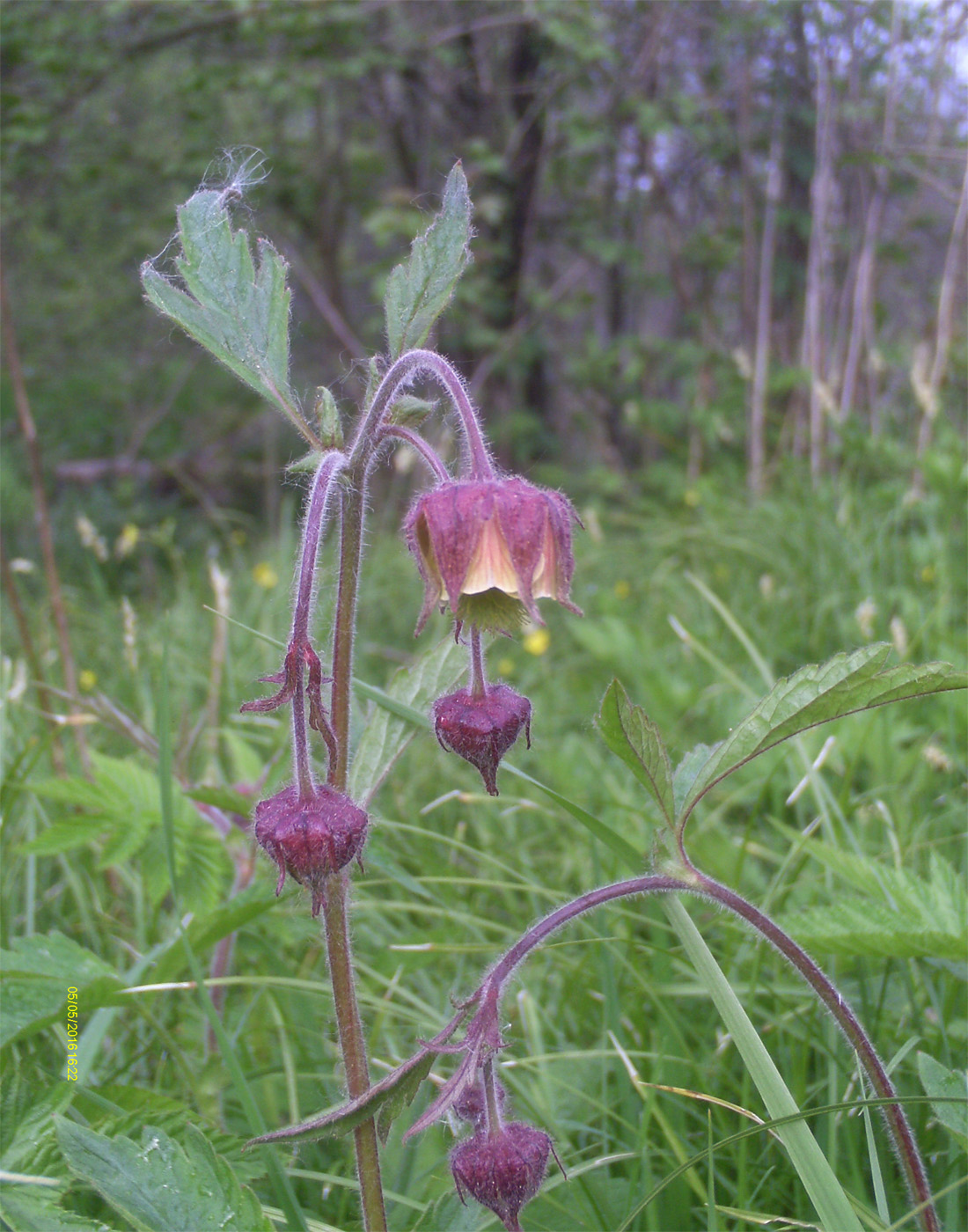 Изображение особи Geum rivale.