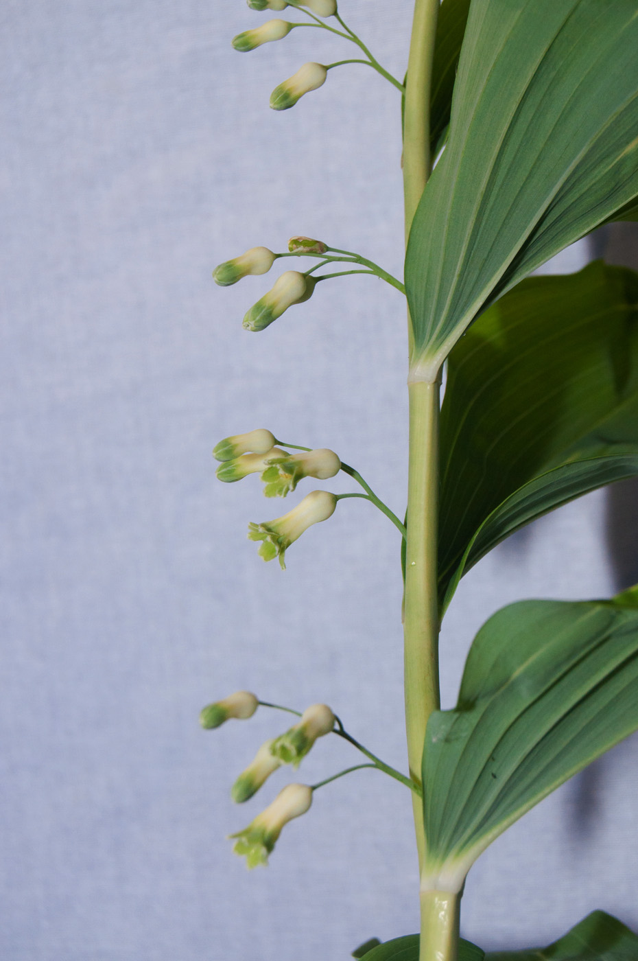 Изображение особи Polygonatum multiflorum.