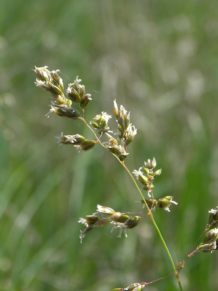 Image of Hierochloe odorata specimen.