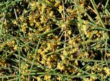 Ephedra distachya