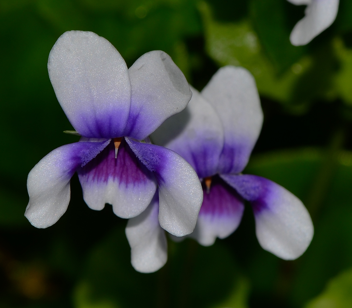 Изображение особи Viola hederacea.