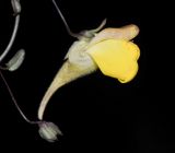 Kickxia sagittata