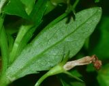 Lobelia erinus