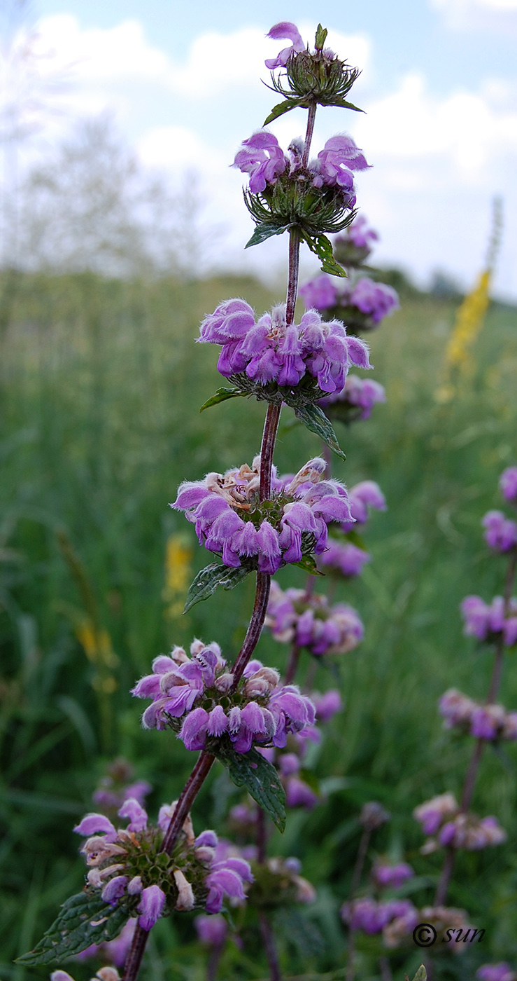 Изображение особи Phlomoides tuberosa.