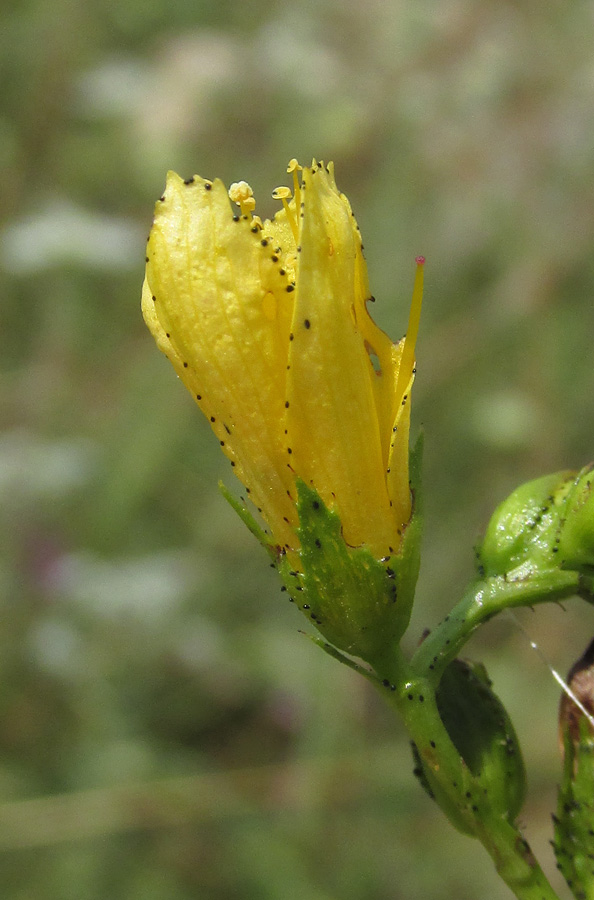 Изображение особи Hypericum elegans.