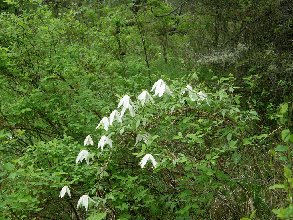 Изображение особи Atragene sibirica.