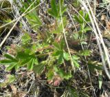 Potentilla humifusa