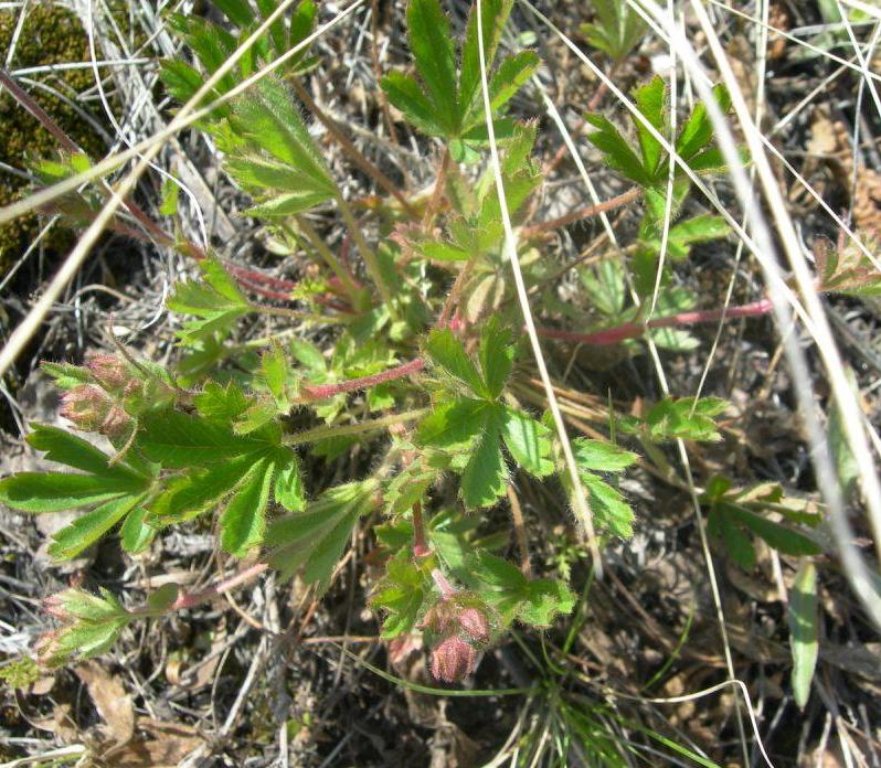 Изображение особи Potentilla humifusa.