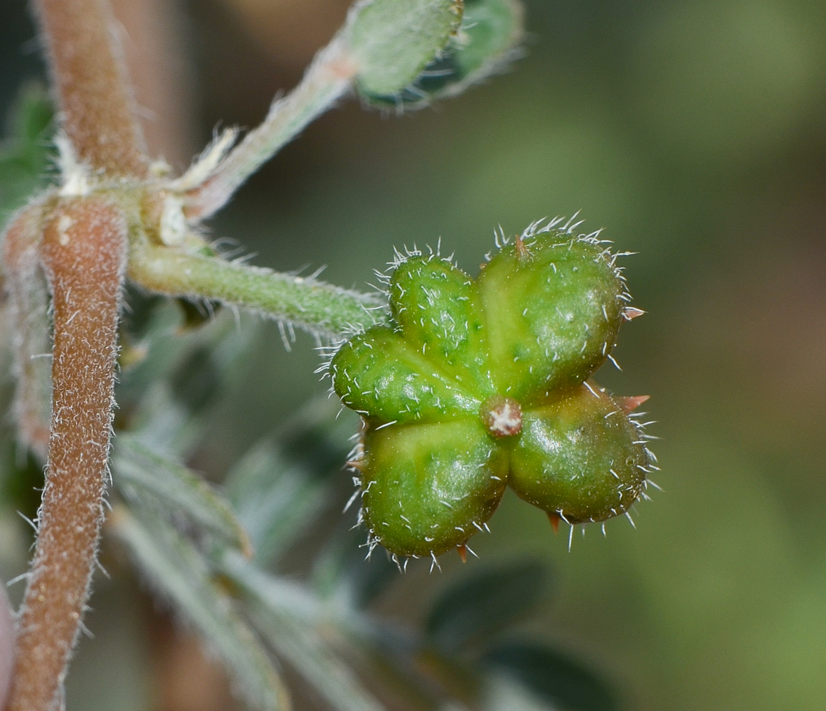 Изображение особи Tribulus bimucronatus.