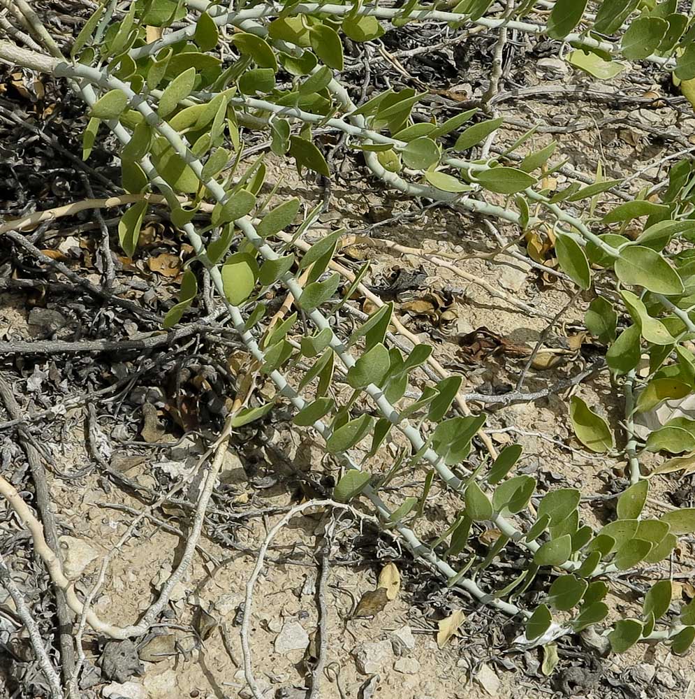 Изображение особи Capparis cartilaginea.