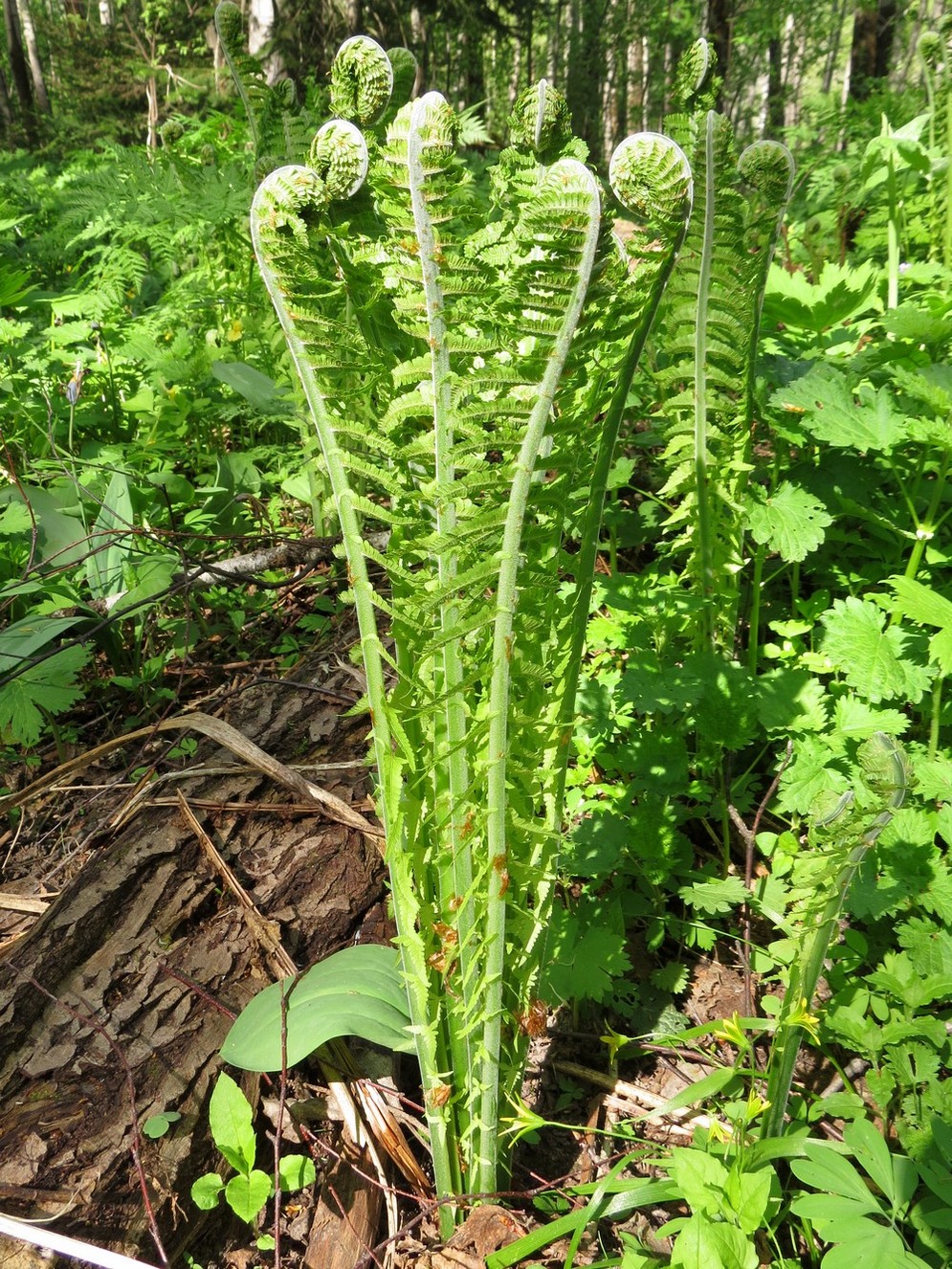 Изображение особи Matteuccia struthiopteris.