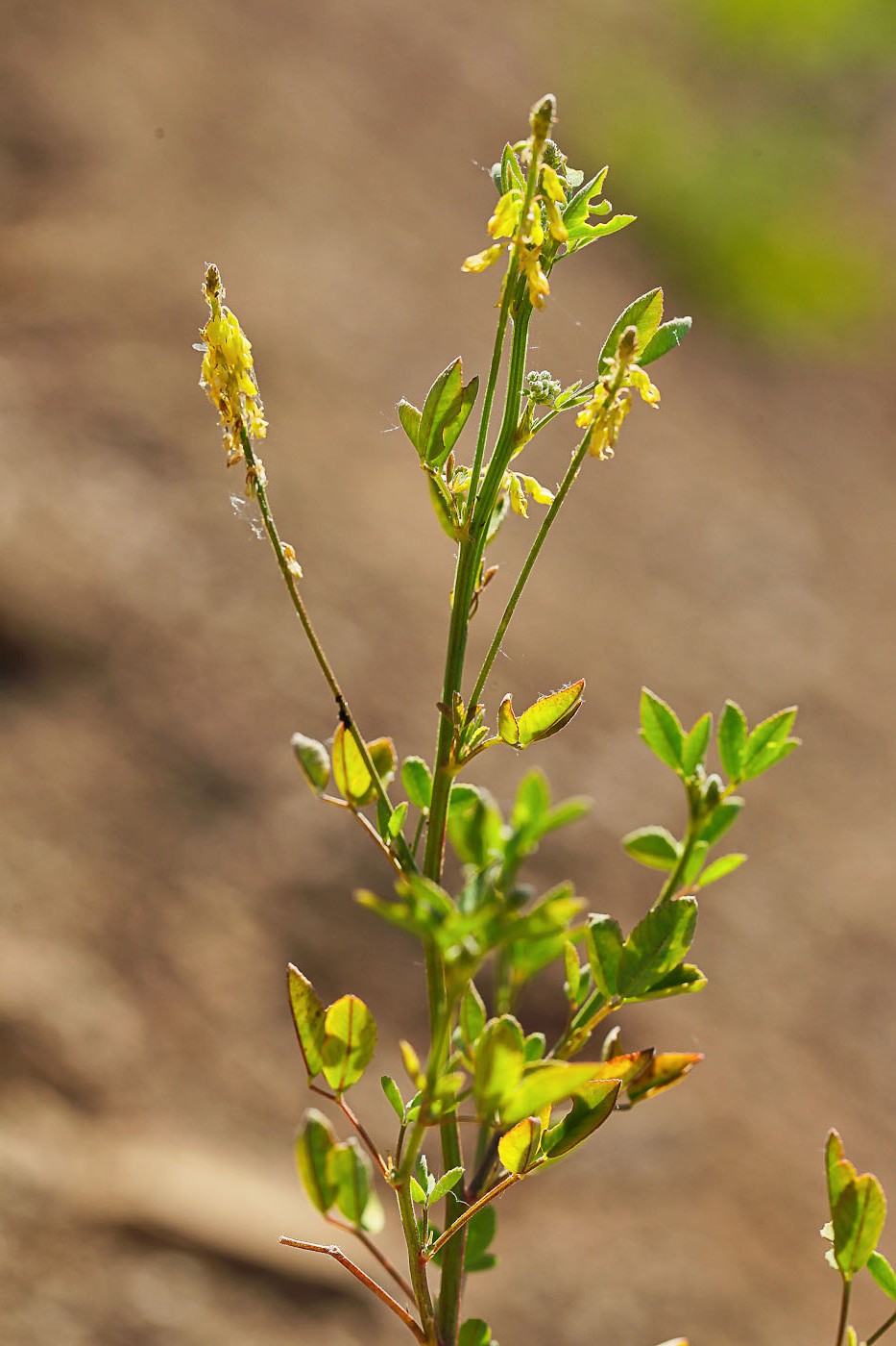 Изображение особи Melilotus officinalis.