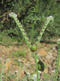 Heliotropium ellipticum. Верхушка побега с соцветием и сидящими клопами. Краснодарский край, Абинский р-н, ст-ца Холмская, берег р. Хабль. 29.08.2016.