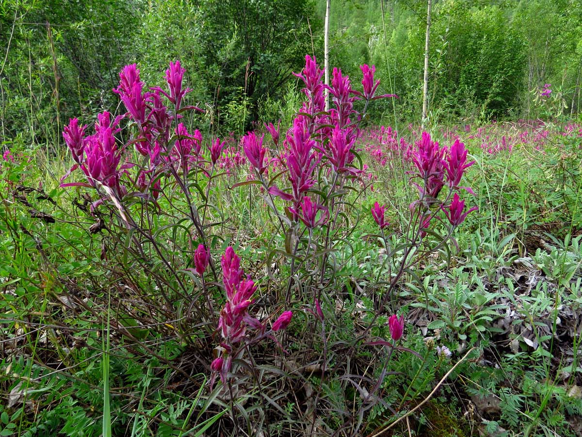 Image of Castilleja rubra specimen.