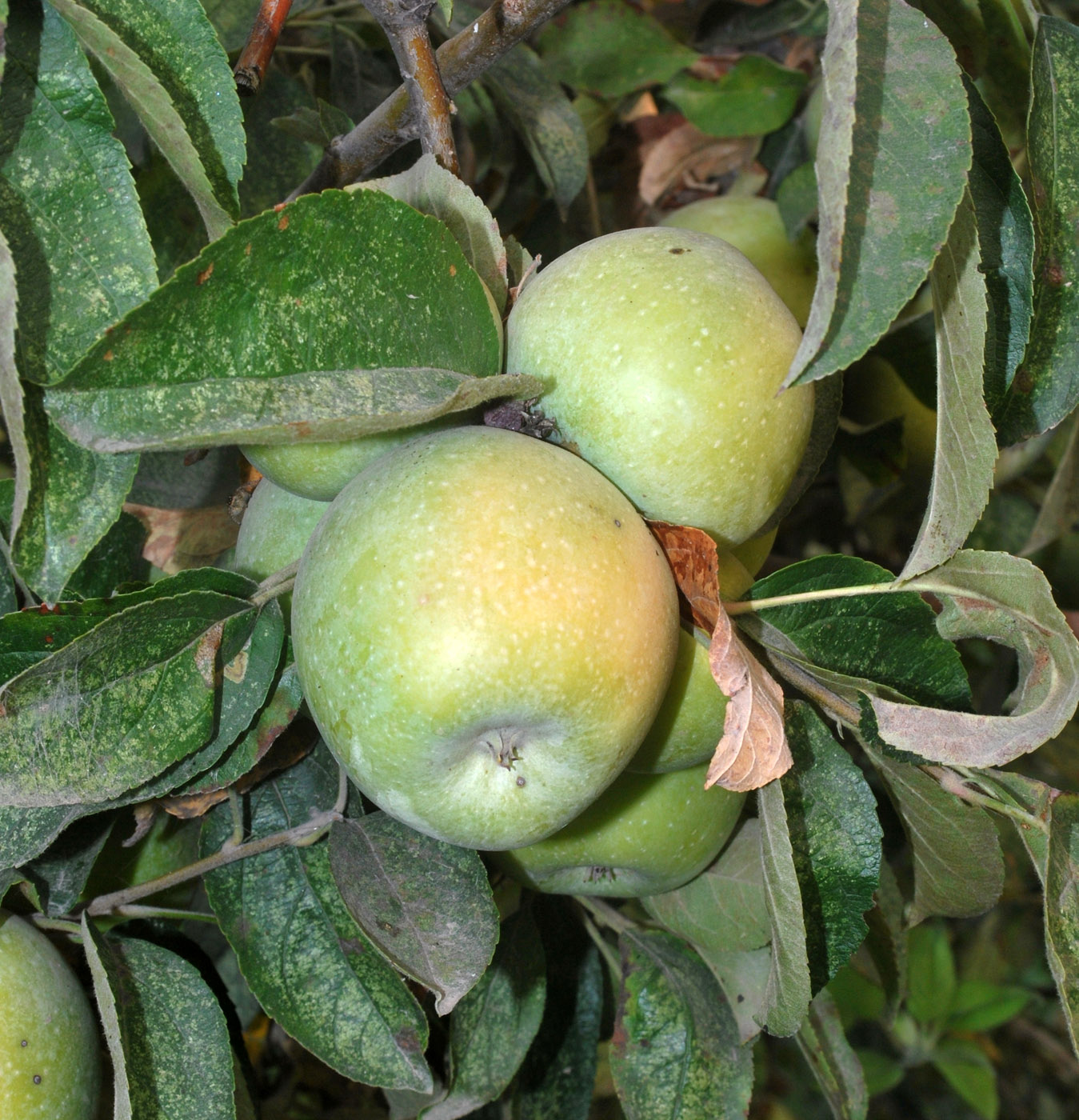 Image of Malus domestica specimen.