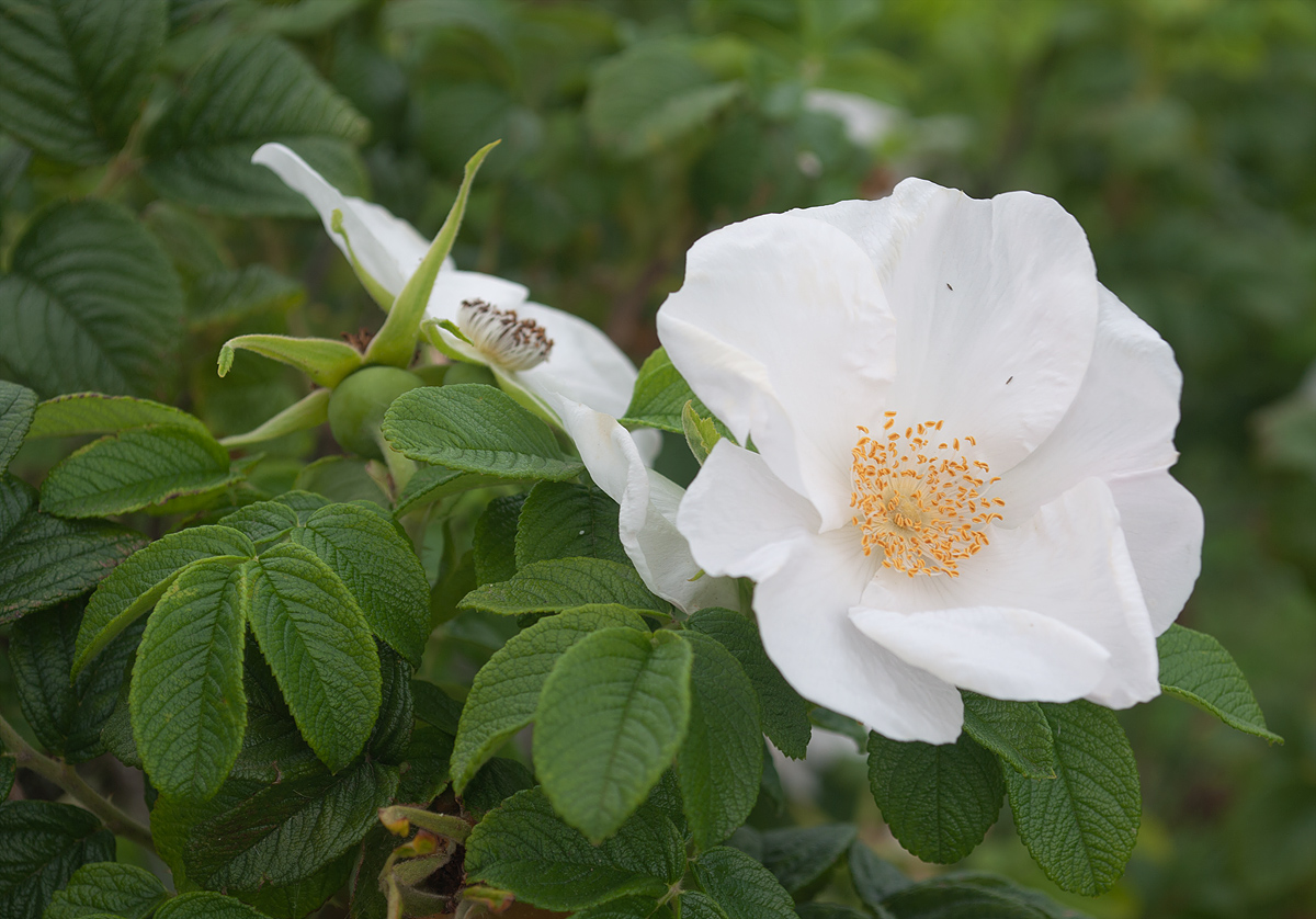 Image of Rosa rugosa specimen.