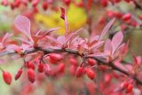 Berberis thunbergii