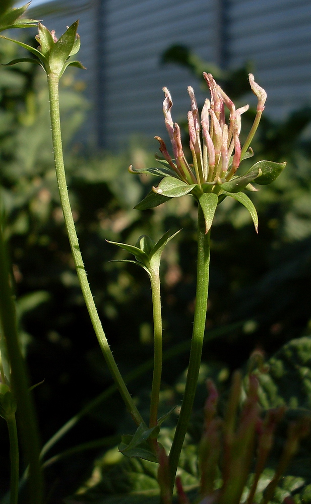 Image of Cichorium intybus specimen.