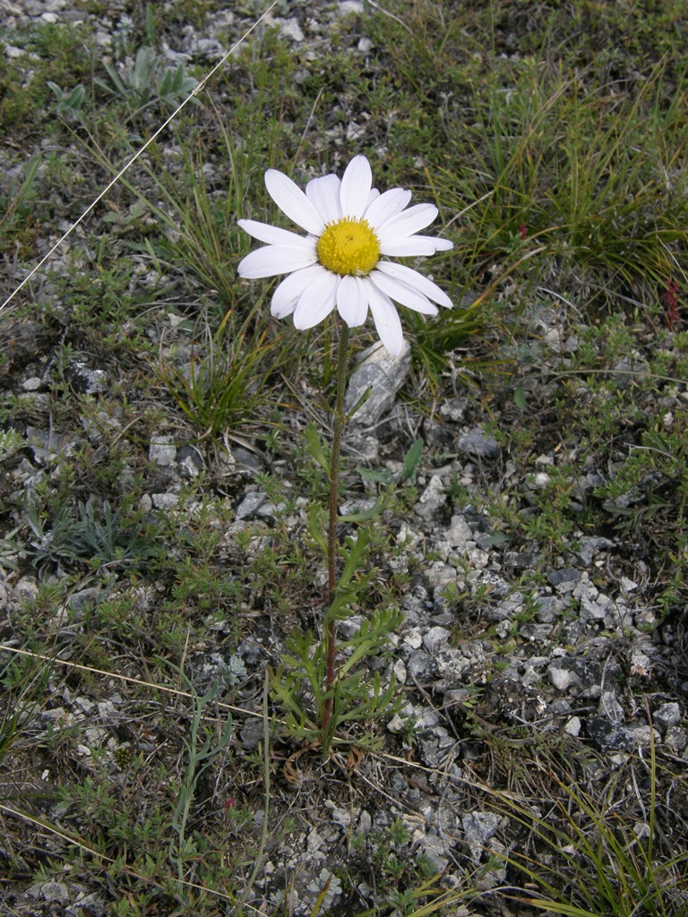 Image of Chrysanthemum zawadskii specimen.