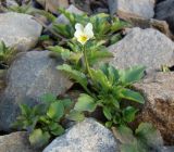 Viola arvensis